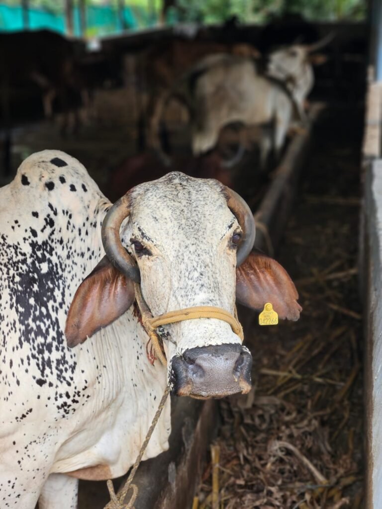 WhatsApp Image 2025-10-18 at 12.46.26_3725fbc3