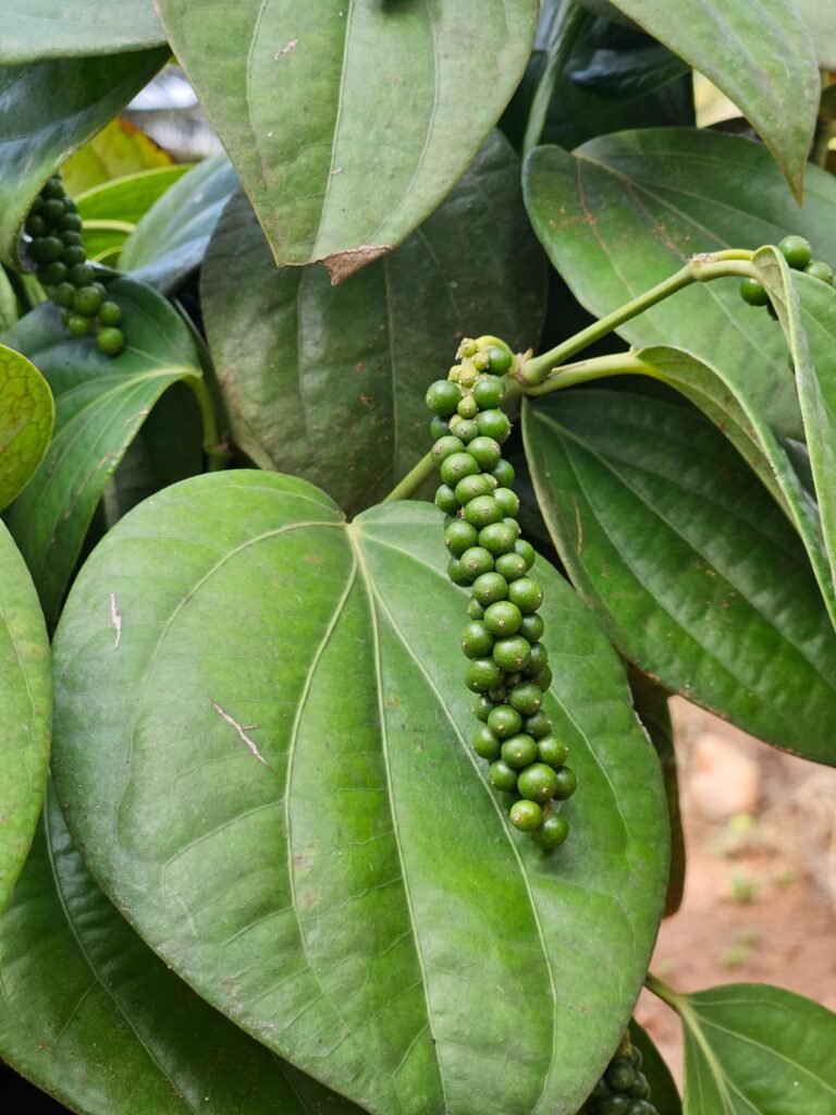 WhatsApp Image 2025-10-18 at 12.47.02_4285d620